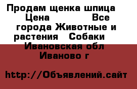 Продам щенка шпица.  › Цена ­ 15 000 - Все города Животные и растения » Собаки   . Ивановская обл.,Иваново г.